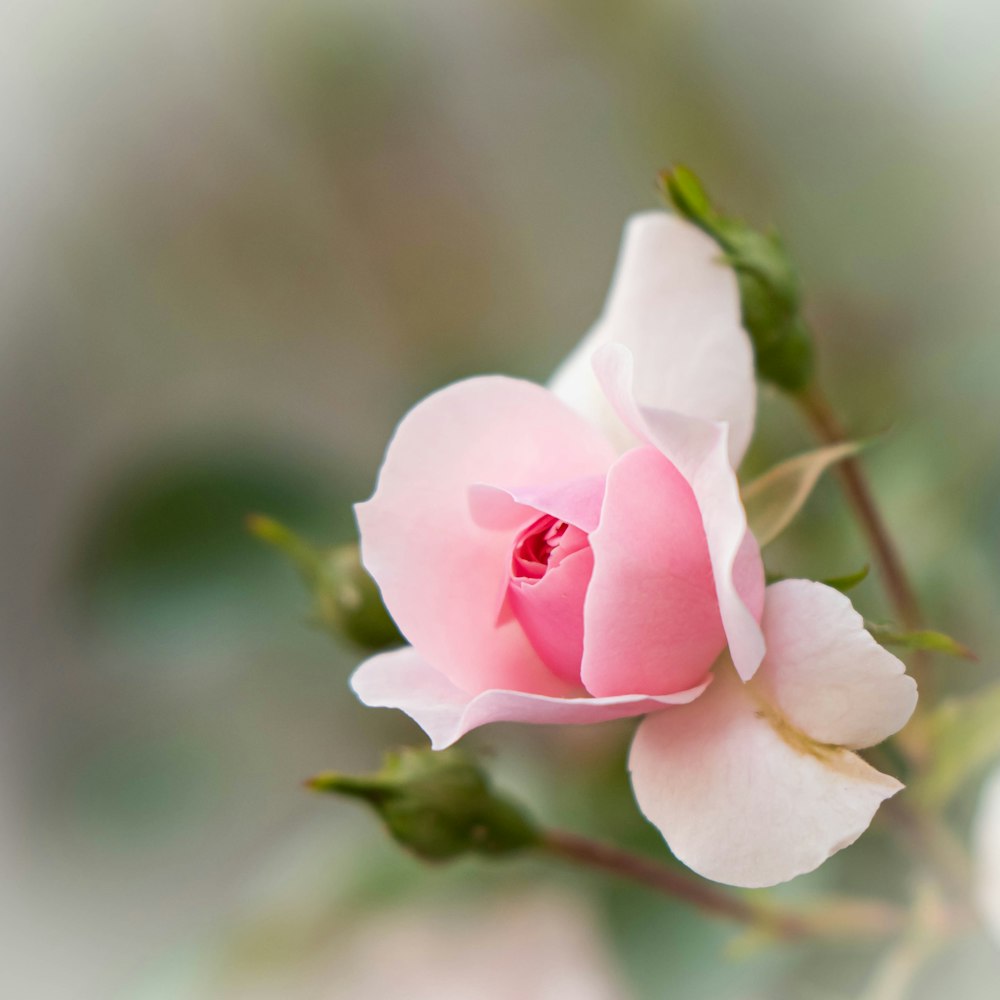 flor rosa e branca na lente tilt shift