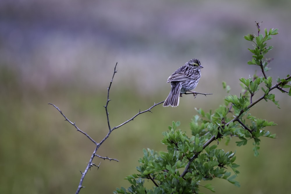 brown bird perched on green plant during daytime