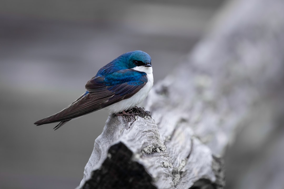  blue and white bird on tree branch swallow