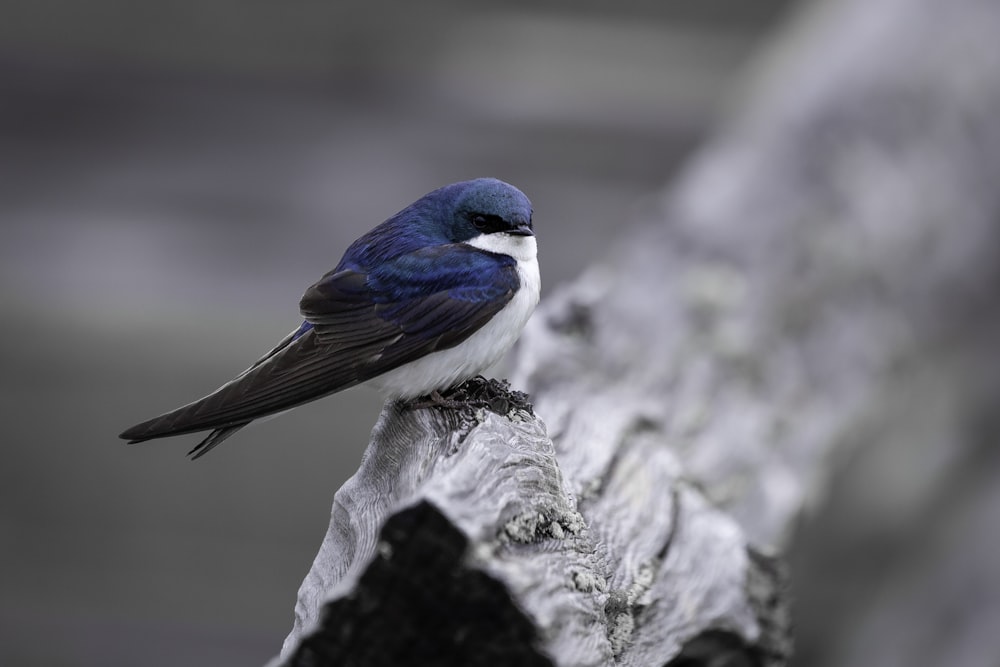 Blue and white bird on tree branch photo – Free Bird Image on Unsplash