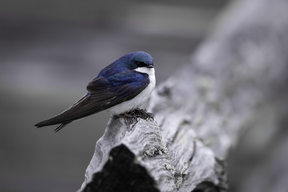 blue and white bird on tree branch