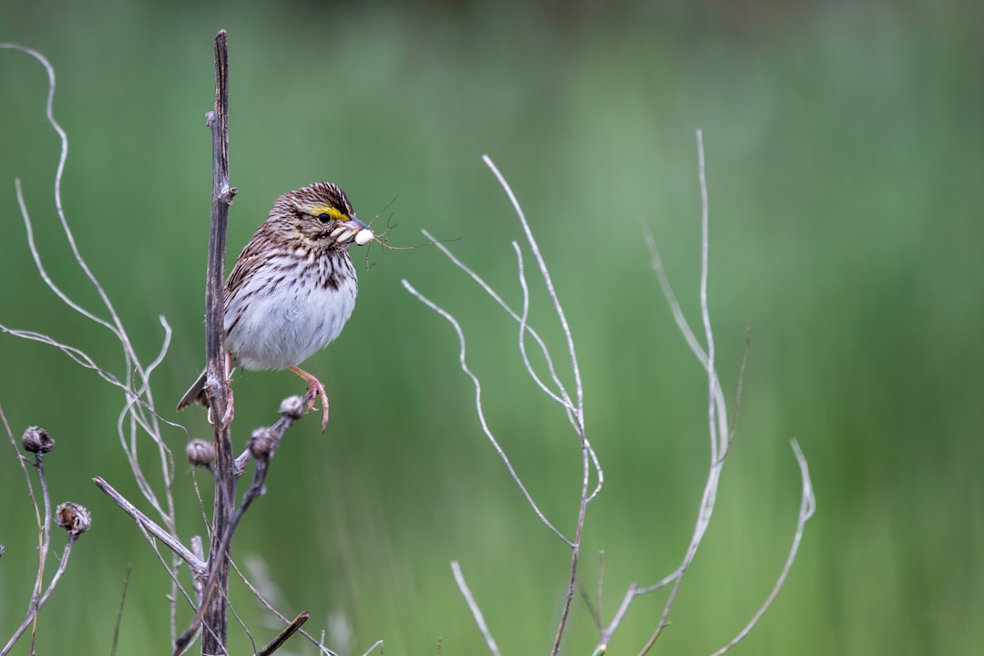 Wildlife photo spot Colony Farm Regional Park Ladner