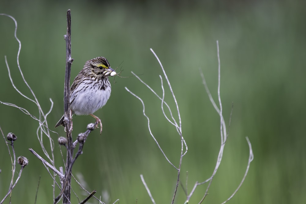 white and brown bird on brown tree branch during daytime