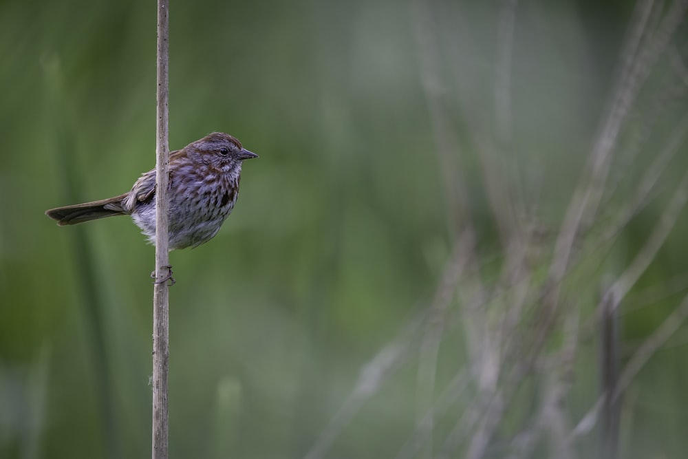 brown bird on brown stick during daytime