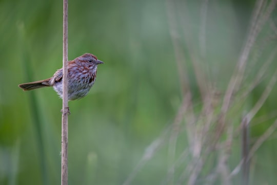 brown bird on brown stick during daytime in Colony Farm Regional Park Canada