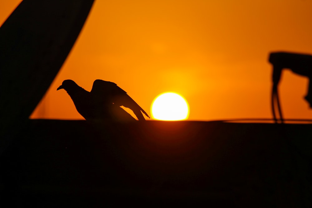 silhouette of bird during sunset