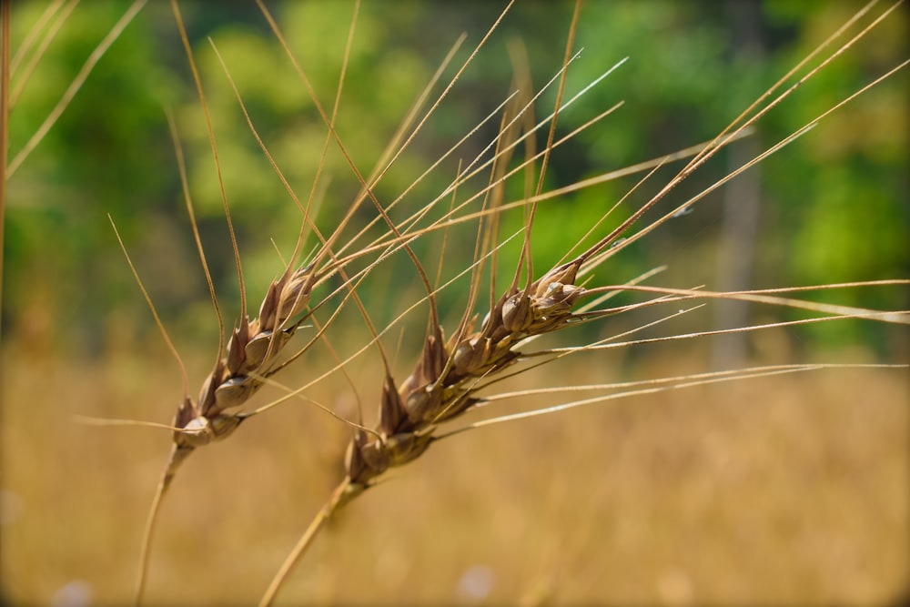 brown wheat in close up photography