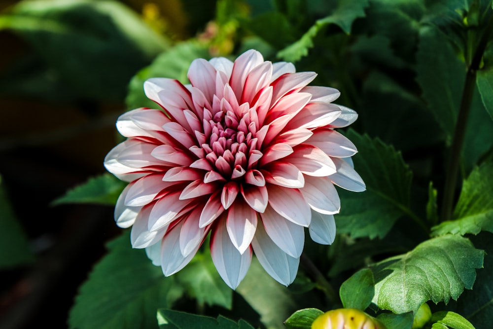 pink and white flower in macro shot