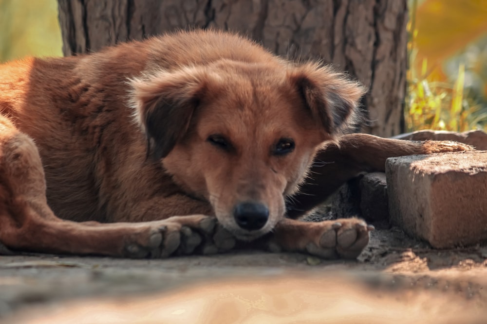 brown short coated dog lying on ground