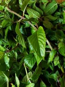 Fresh Peppermint Extract