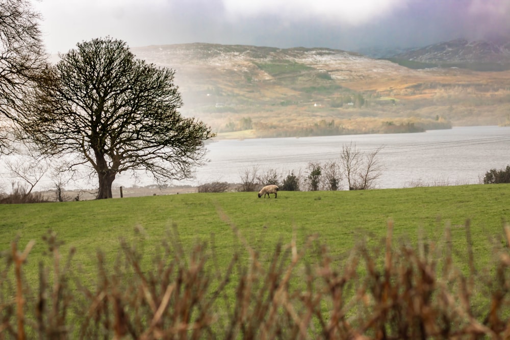 green grass field with trees and body of water during daytime