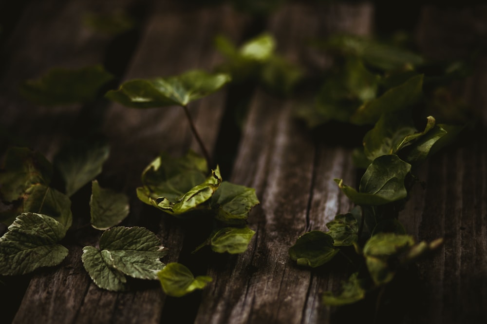 green leaves on brown wooden fence