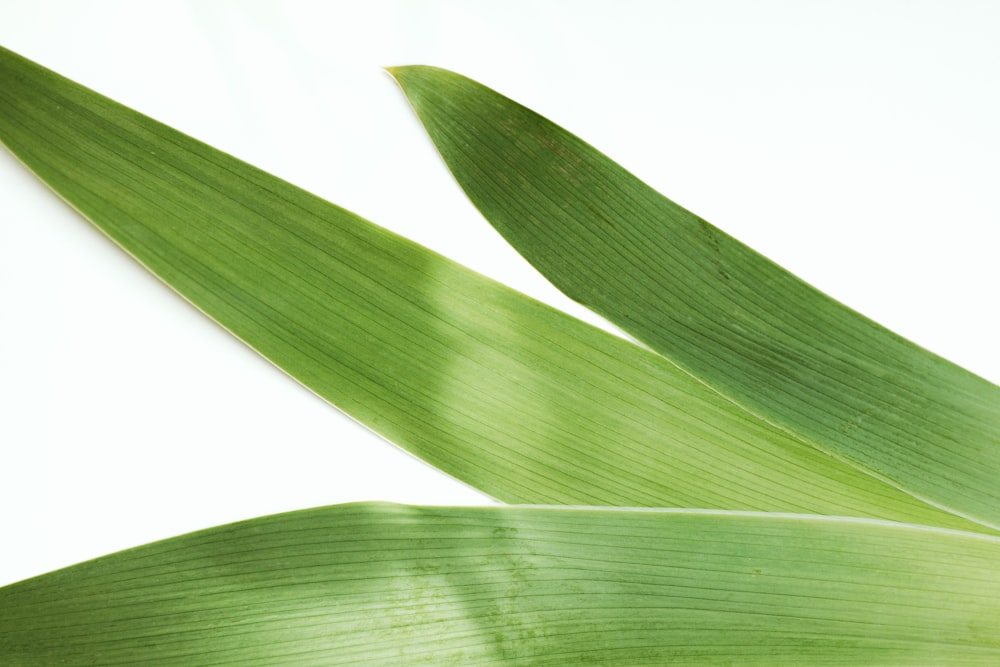 green leaf plant with white background