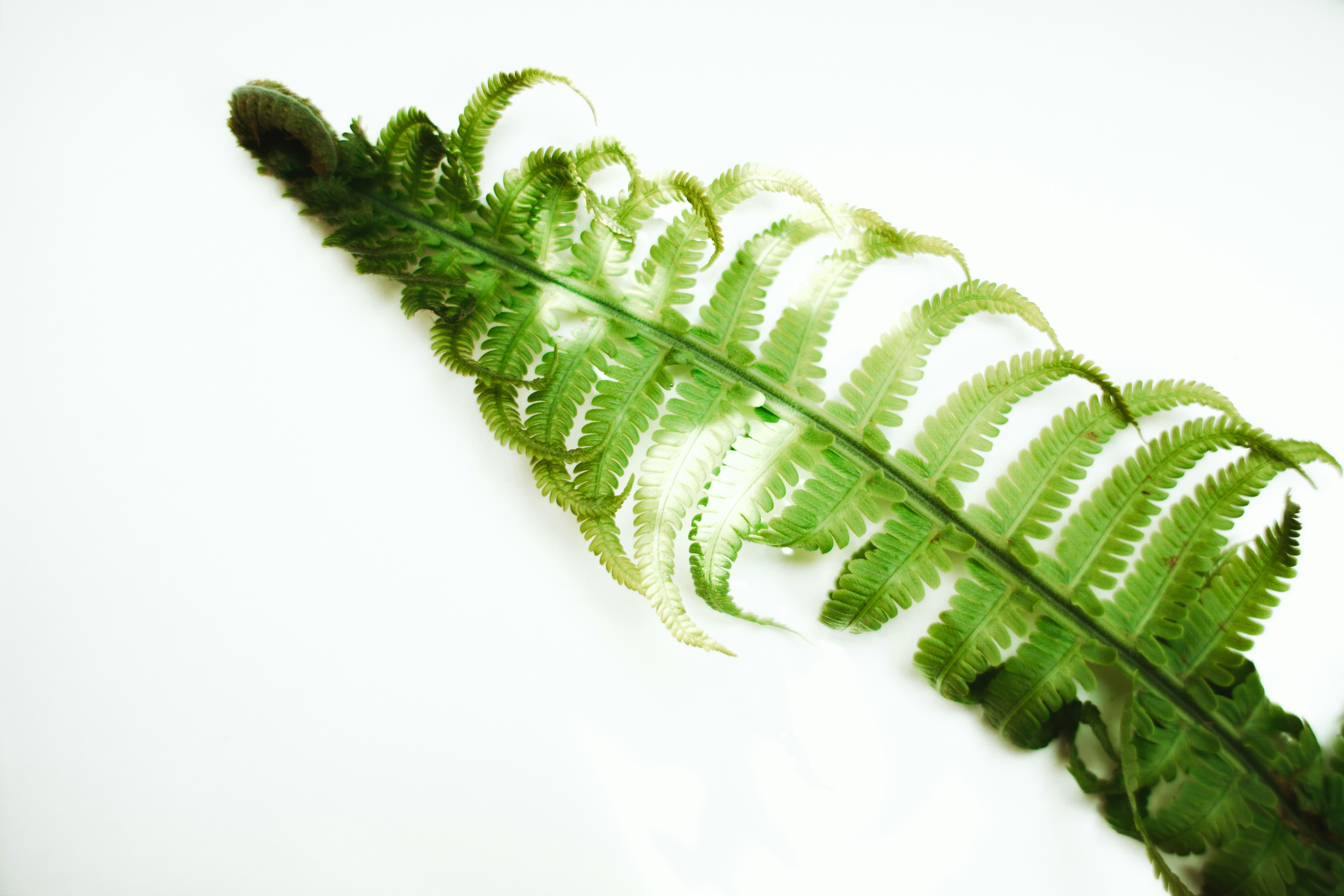 green plant on white background