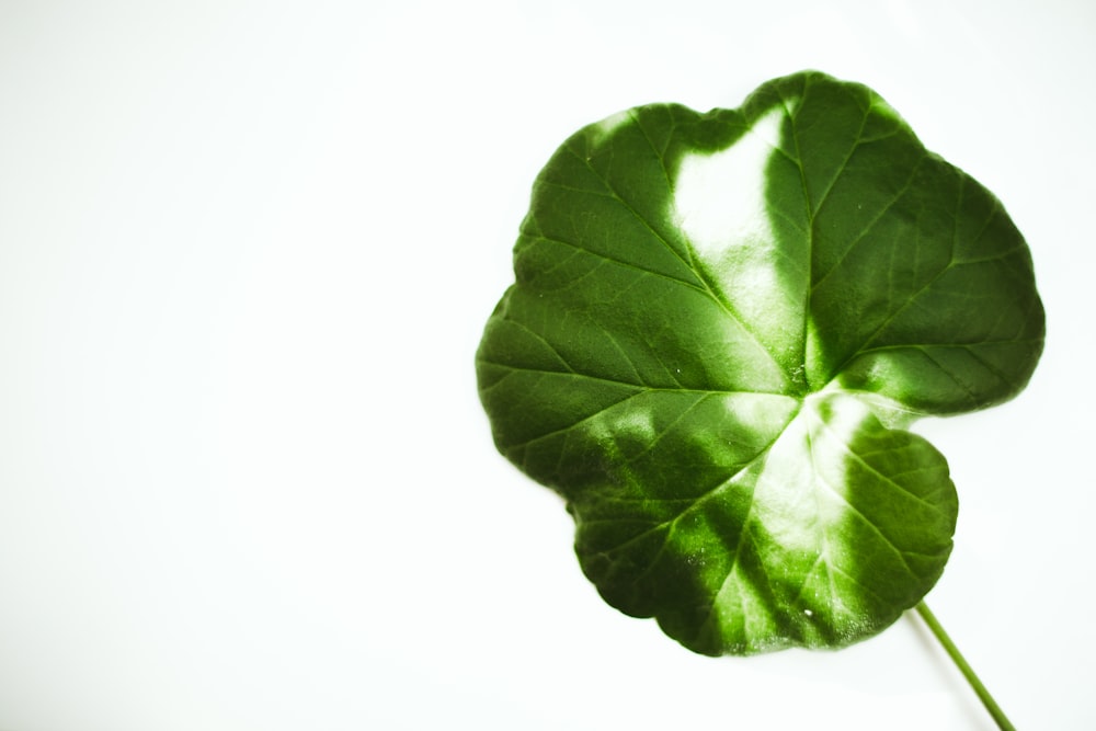 green leaf on white background