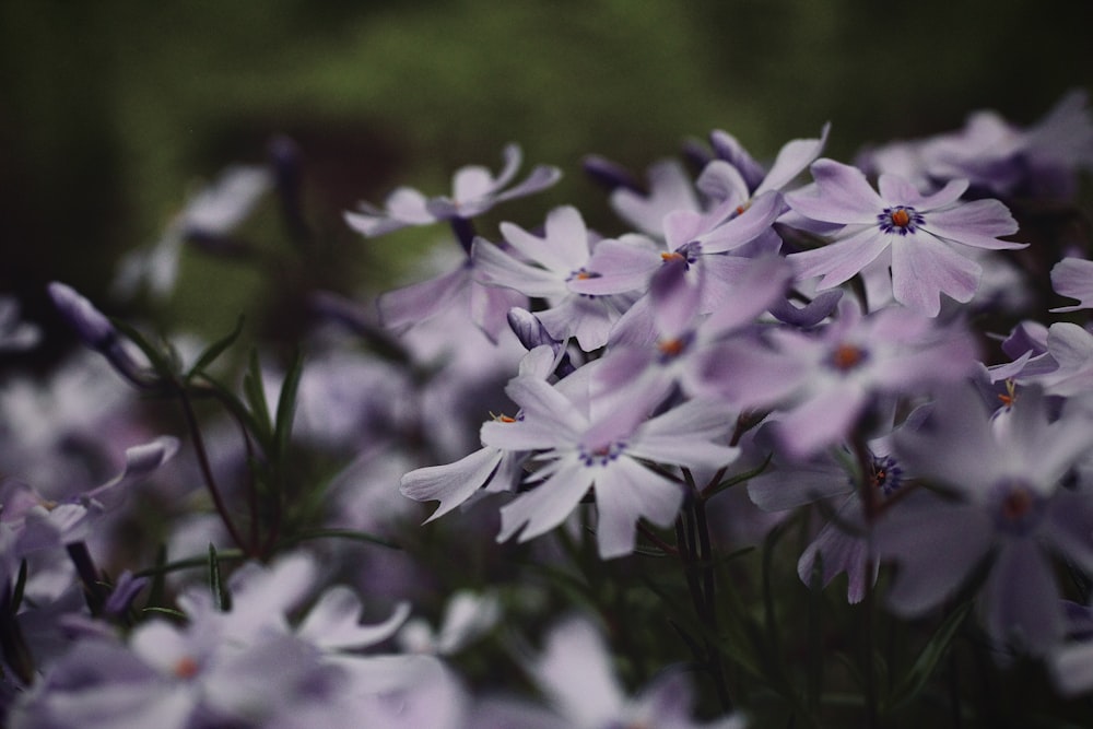 white and pink flowers in tilt shift lens