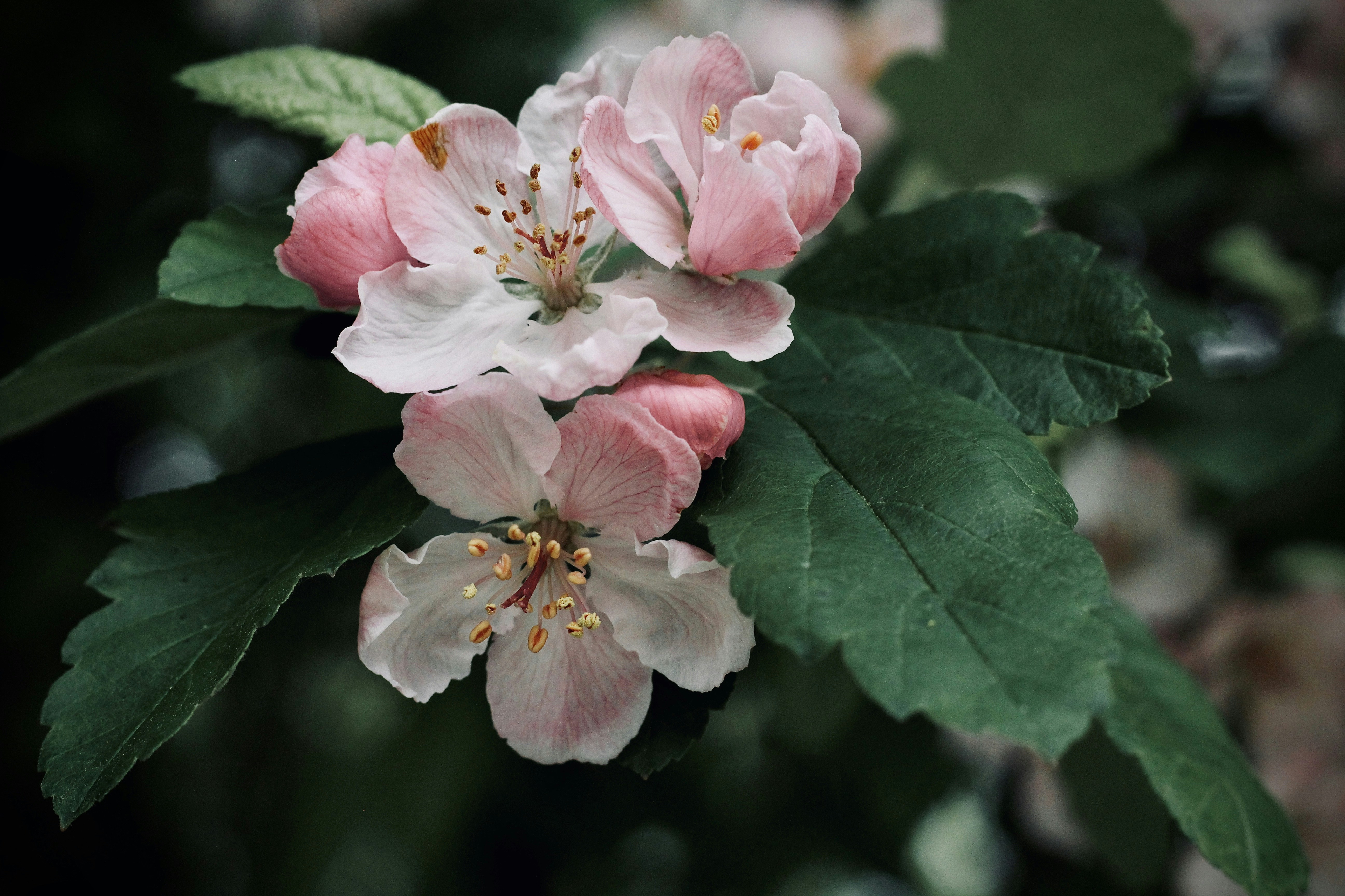 pink flower with green leaves