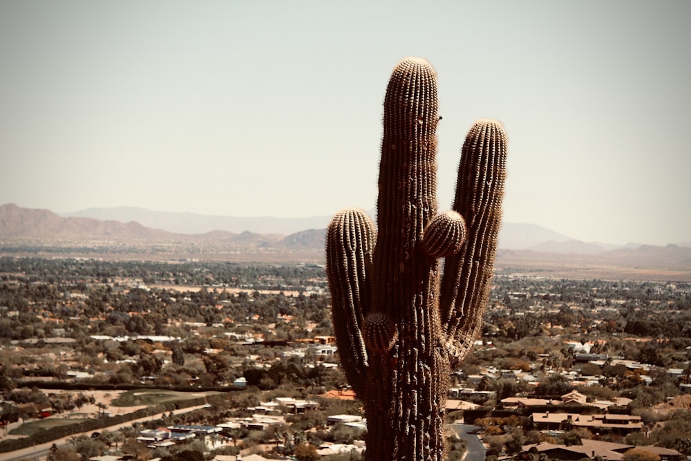 cactus plant on the field during daytime