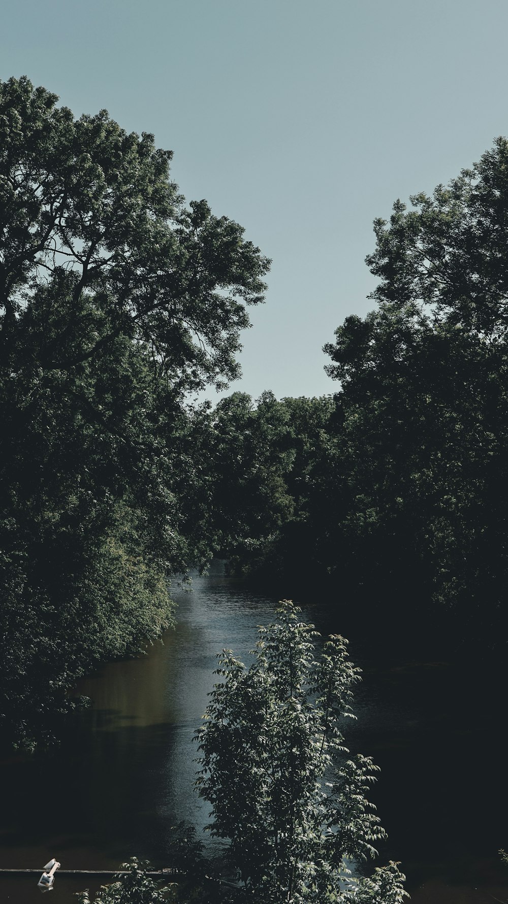 arbres verts au bord de la rivière pendant la journée