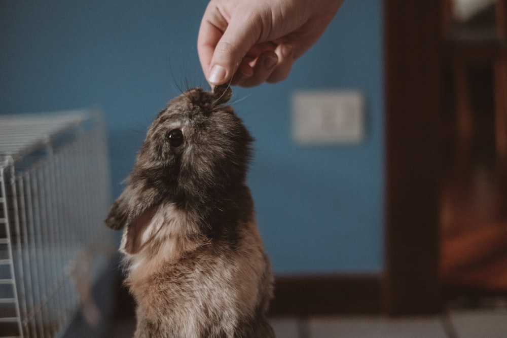 person holding brown and black rodent