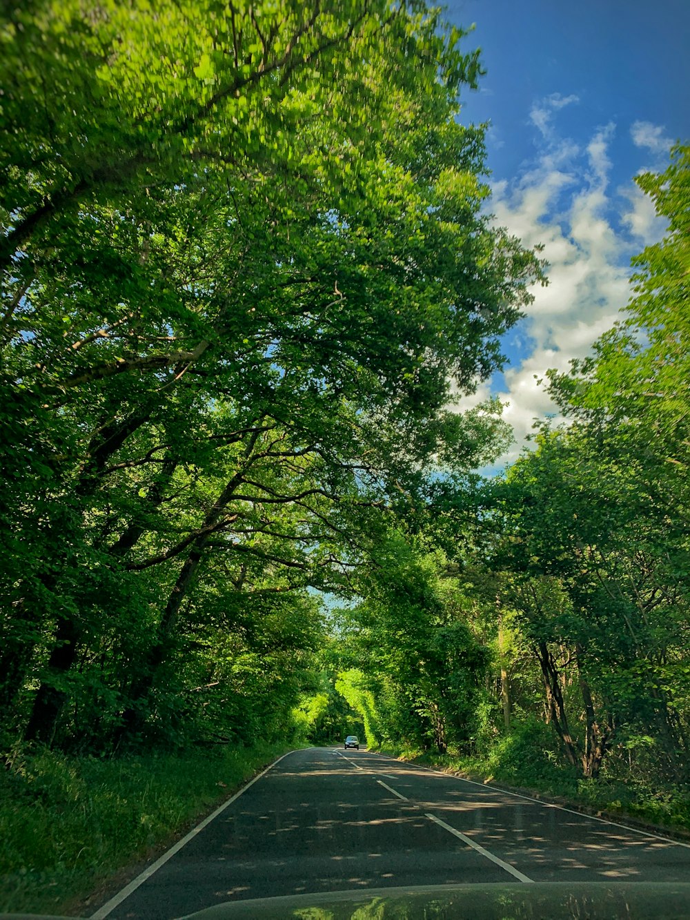 昼間の青空の下、道路脇の緑の木々