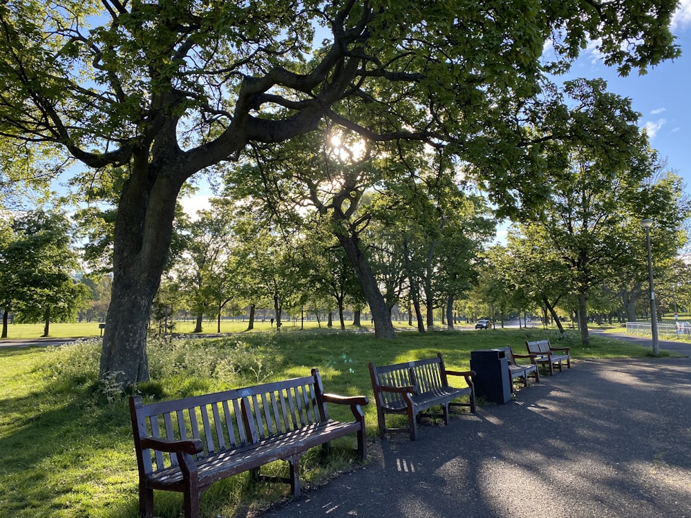 banc en bois brun sous les arbres verts pendant la journée