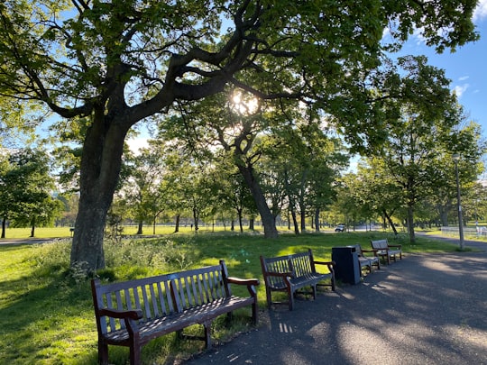 brown wooden bench under green trees during daytime in Bruntsfield Links United Kingdom