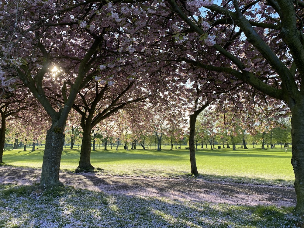 green grass field with trees during daytime