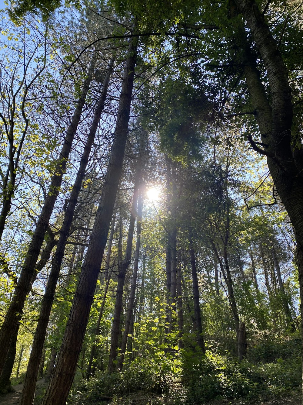 green trees under blue sky during daytime