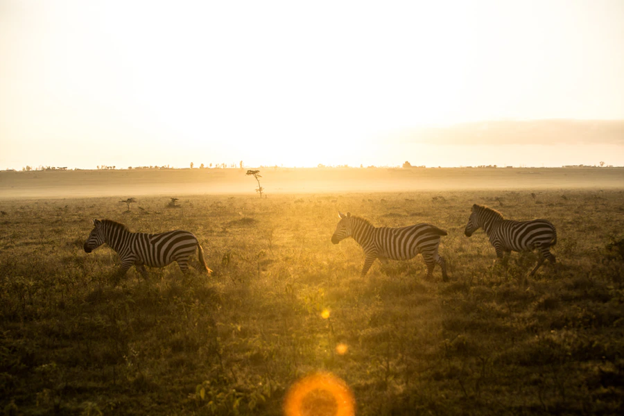 Zebras roaming at Lake Nakuru National Park