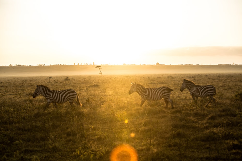 zebra standing on grass field during daytime