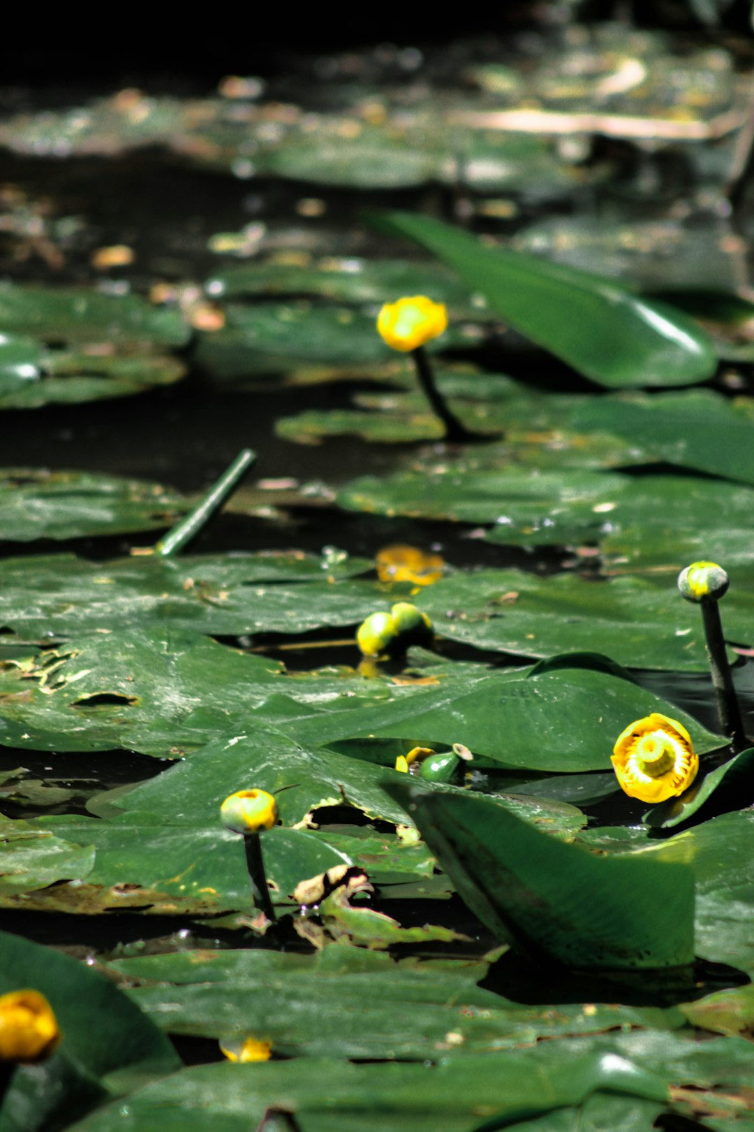 yellow lotus flower on water