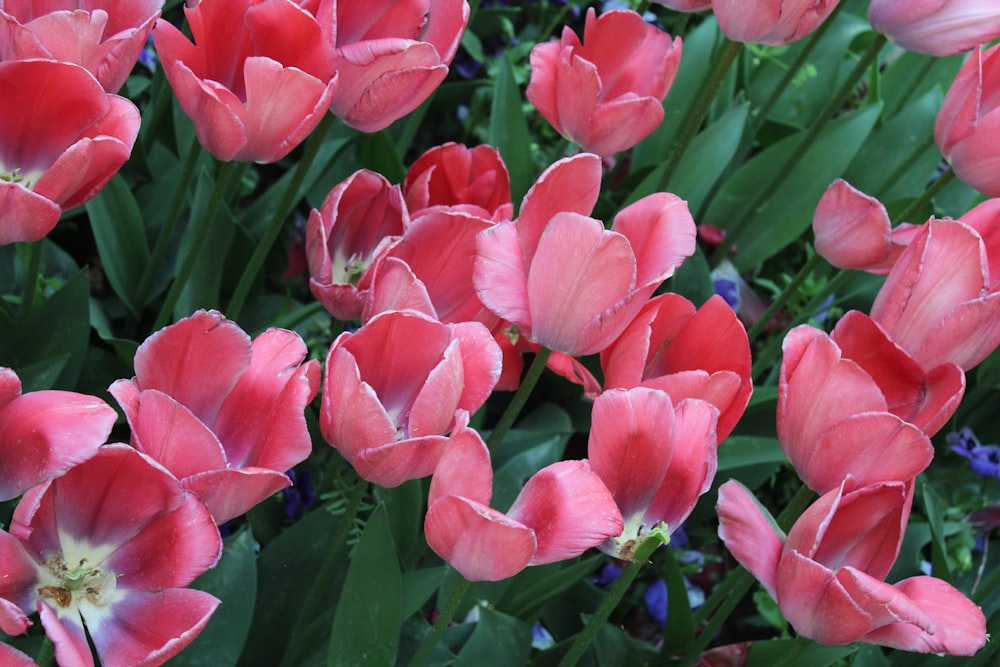 pink flowers with green leaves