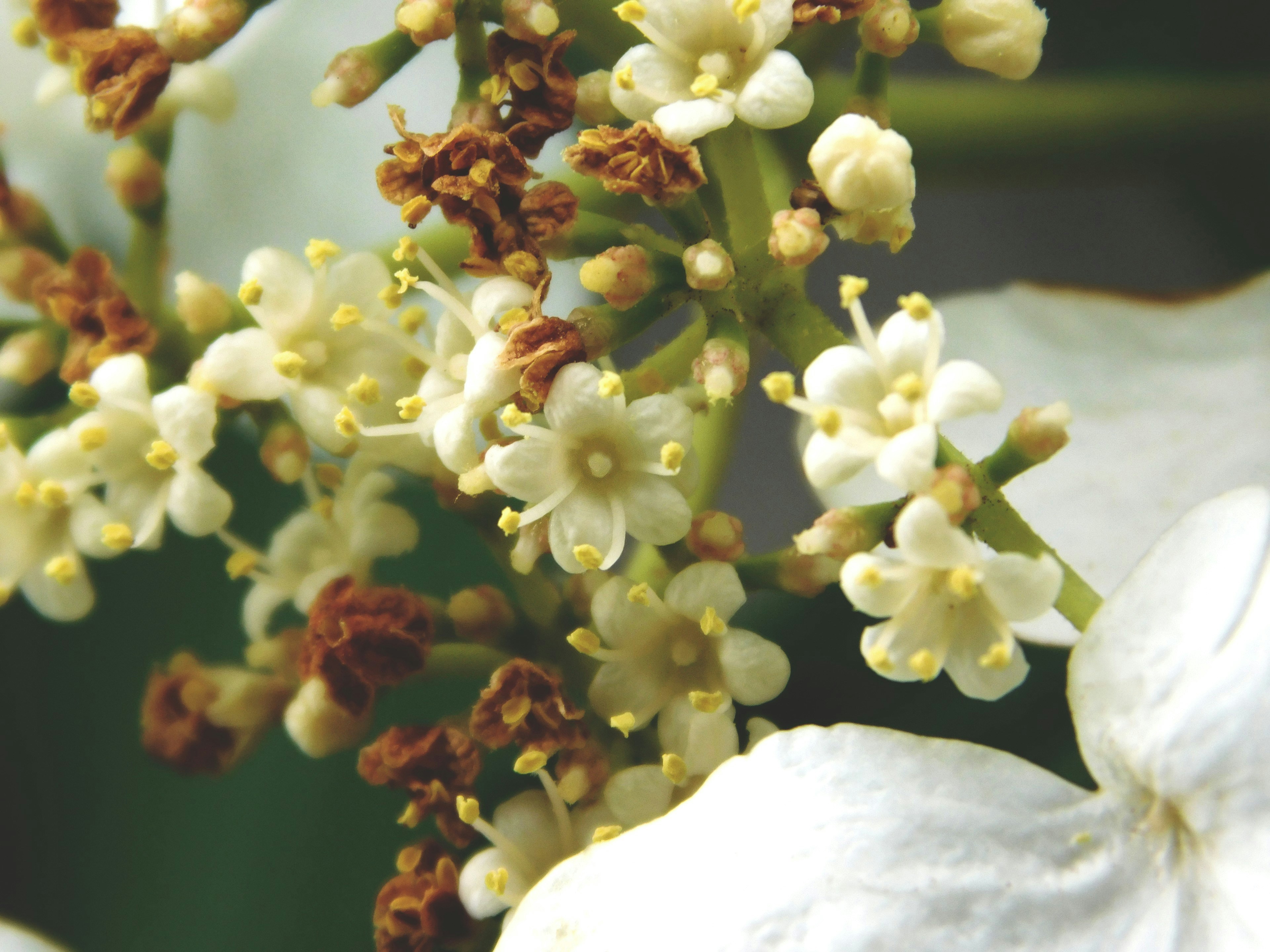 white and red flower in macro shot rhode island zoom background