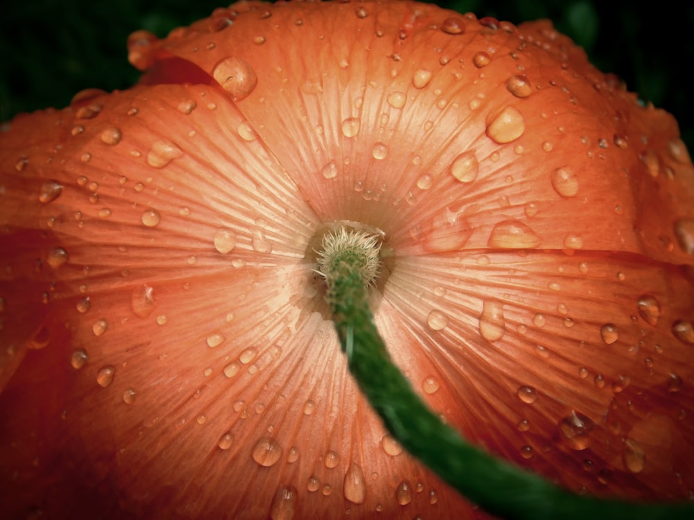 water droplets on red flower