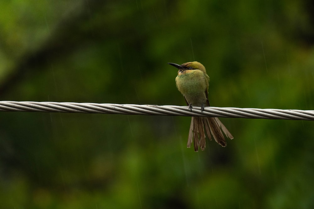 brown and green bird on brown rope