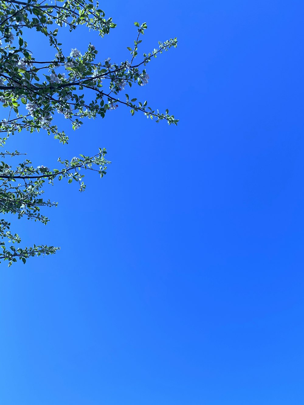 grüner Baum unter blauem Himmel tagsüber