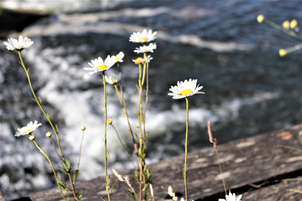 white flowers on brown wooden log