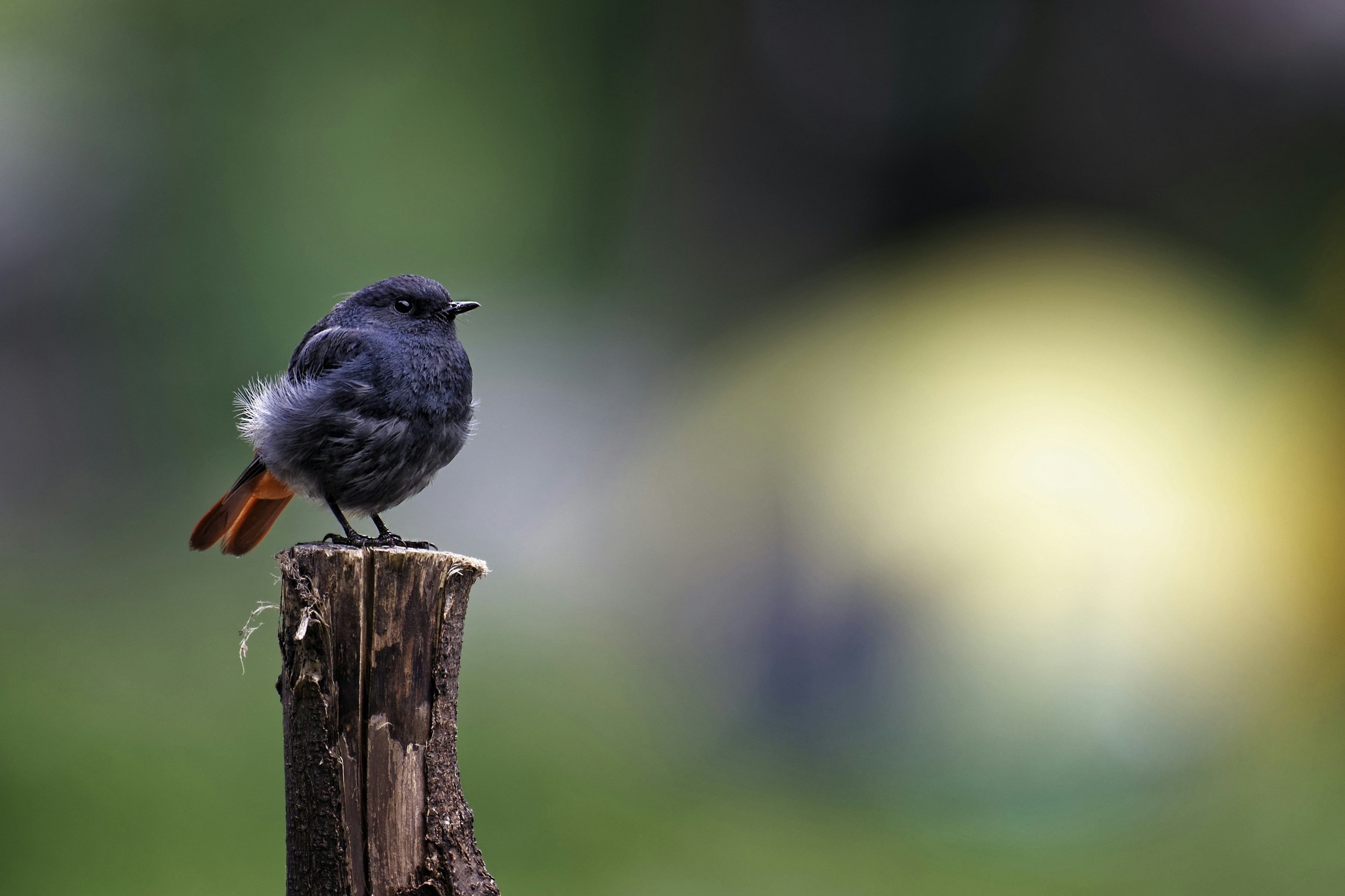 uccello bianco e nero sul ramo marrone dell'albero