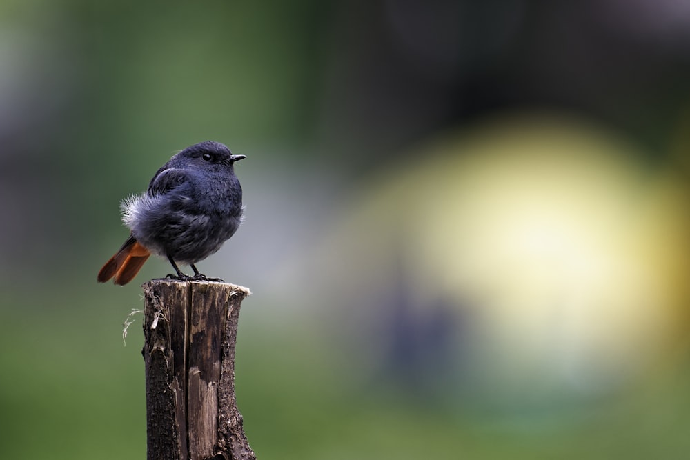 black and white bird on brown tree branch