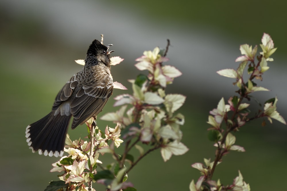 brown bird on white flowers