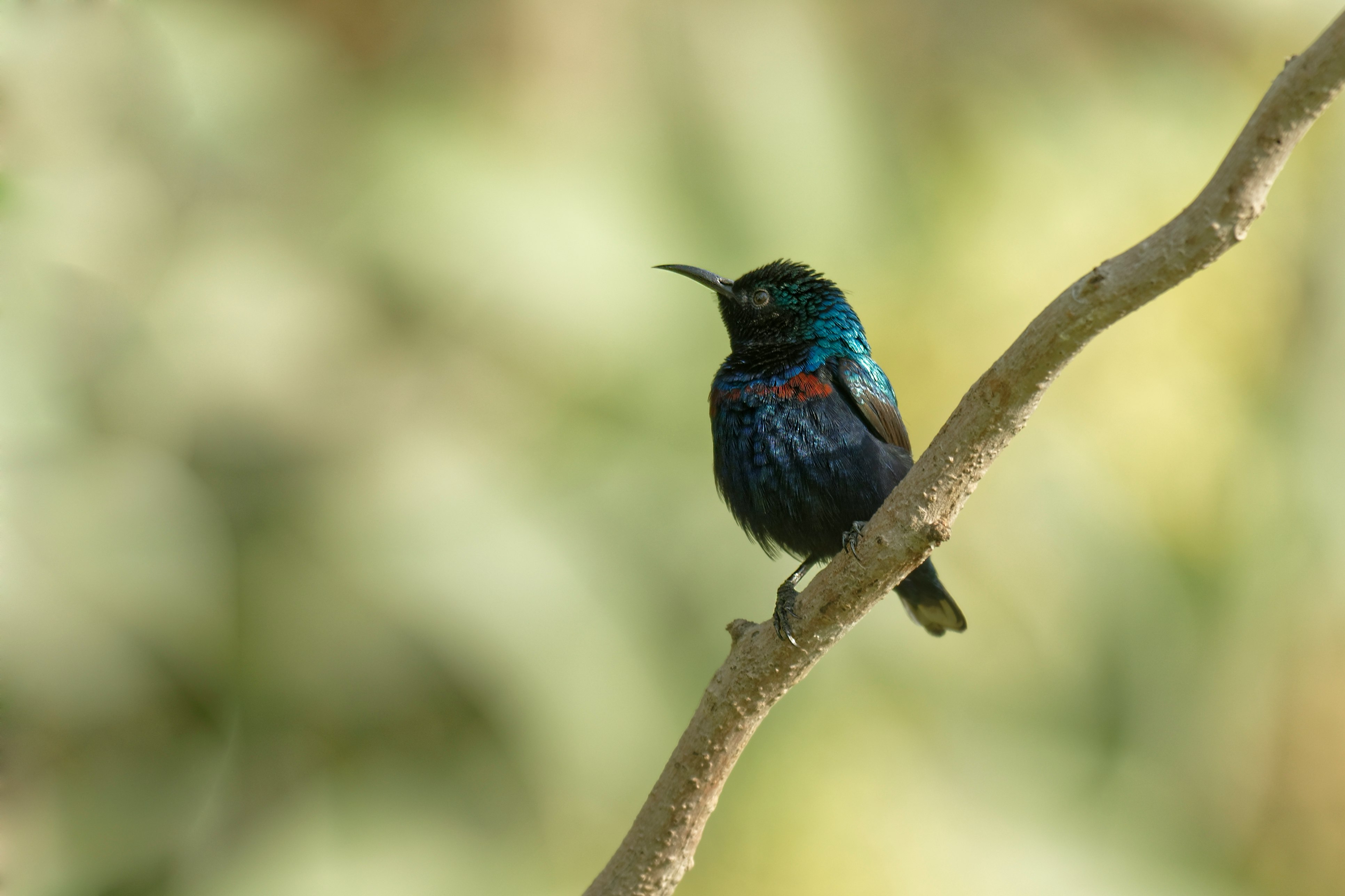 blue and black bird on brown tree branch