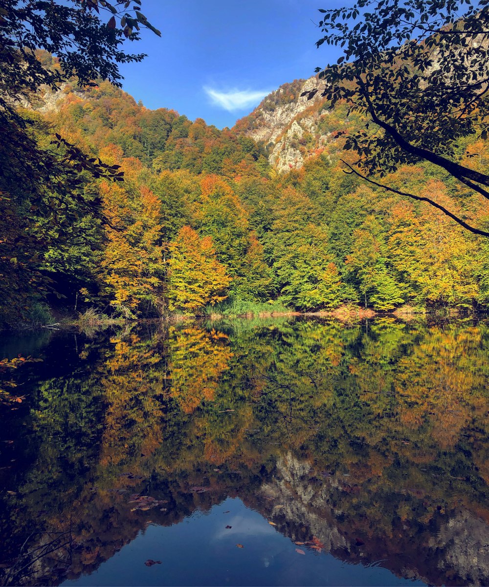 green trees near lake under blue sky during daytime