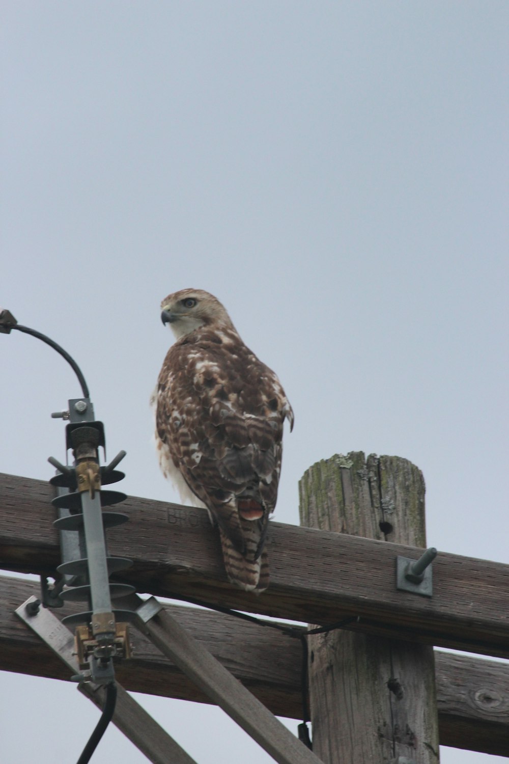 brown and white bird on brown wooden post during daytime