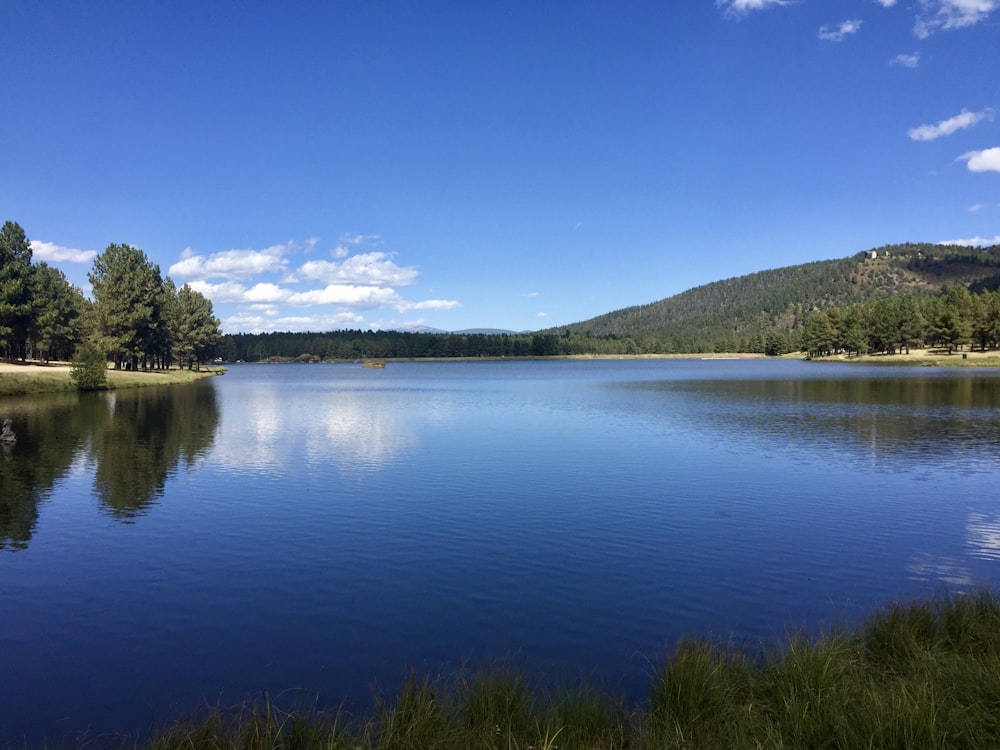 Grüne Bäume am See unter blauem Himmel tagsüber