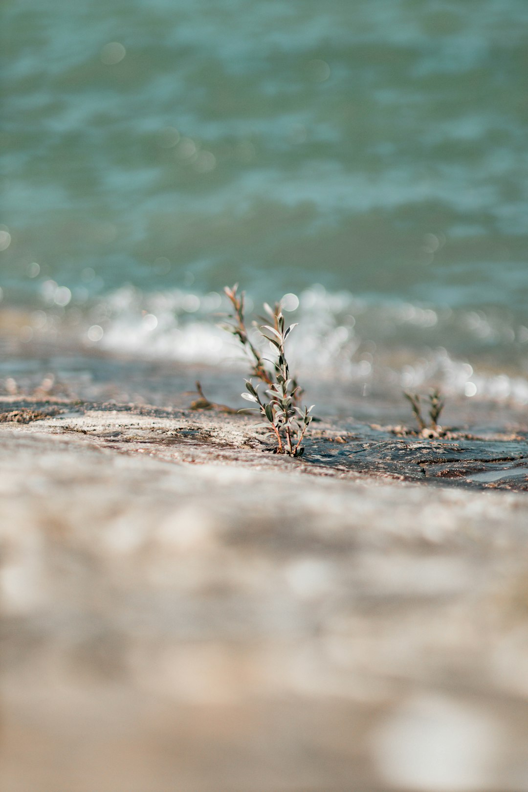 brown dried grass on brown sand near body of water during daytime