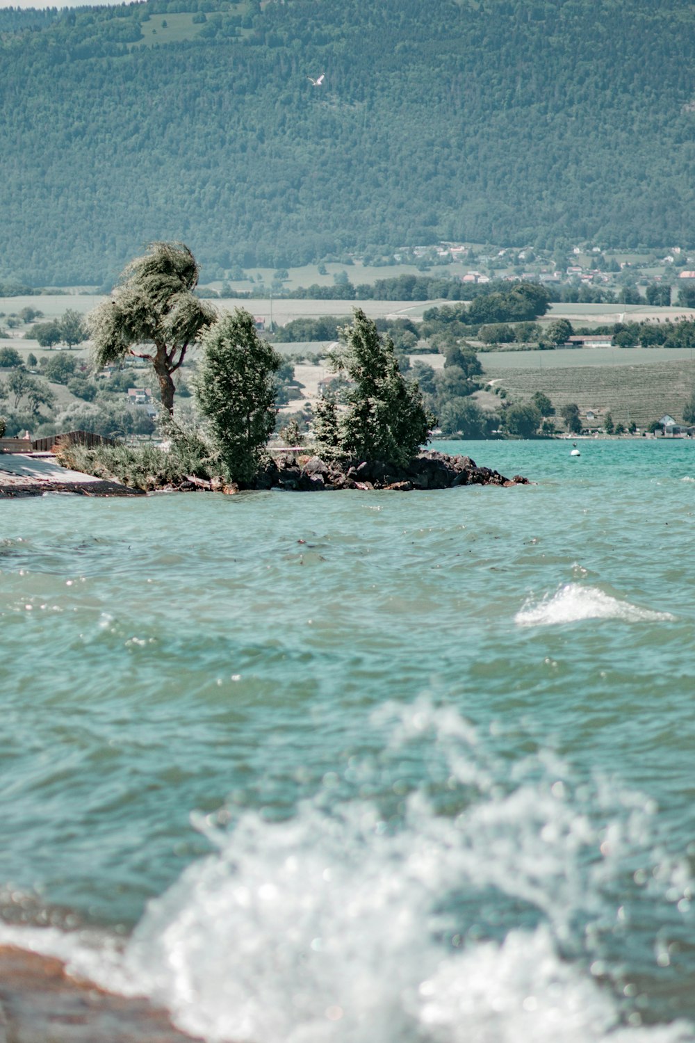 green trees near body of water during daytime