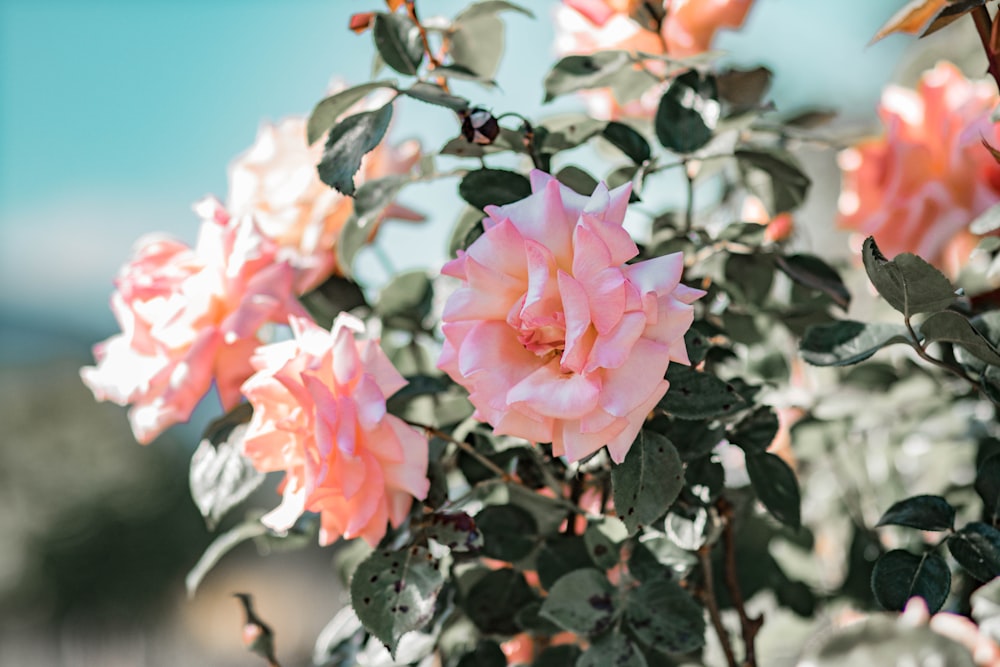 pink flower in tilt shift lens