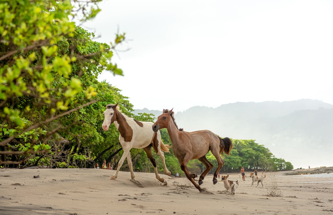 travelers stories about Wildlife in Santa Teresa Beach, Costa Rica