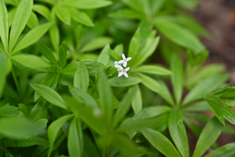 white flower in green leaves